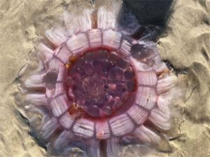 宇宙人の卵？ニュージーランドの浜辺で発見された”物体X”NO.2