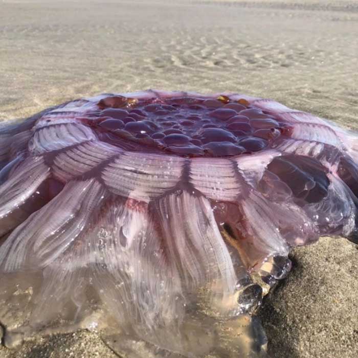 宇宙人の卵？ニュージーランドの浜辺で発見された”物体X”NO.1